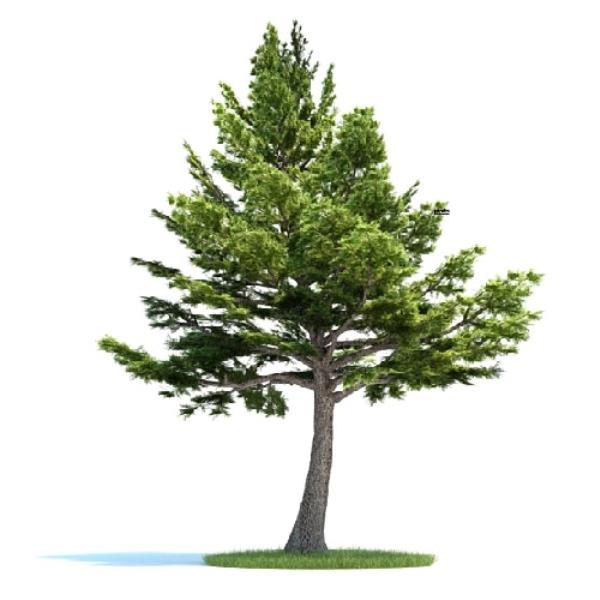 درخت کاج - دانلود مدل سه بعدی درخت کاج - آبجکت سه بعدی درخت کاج - دانلود آبجکت سه بعدی درخت کاج -دانلود مدل سه بعدی fbx - دانلود مدل سه بعدی obj -Pine Tree 3d model free download  - Pine Tree 3d Object - Pine Tree OBJ 3d models - Pine Tree FBX 3d Models